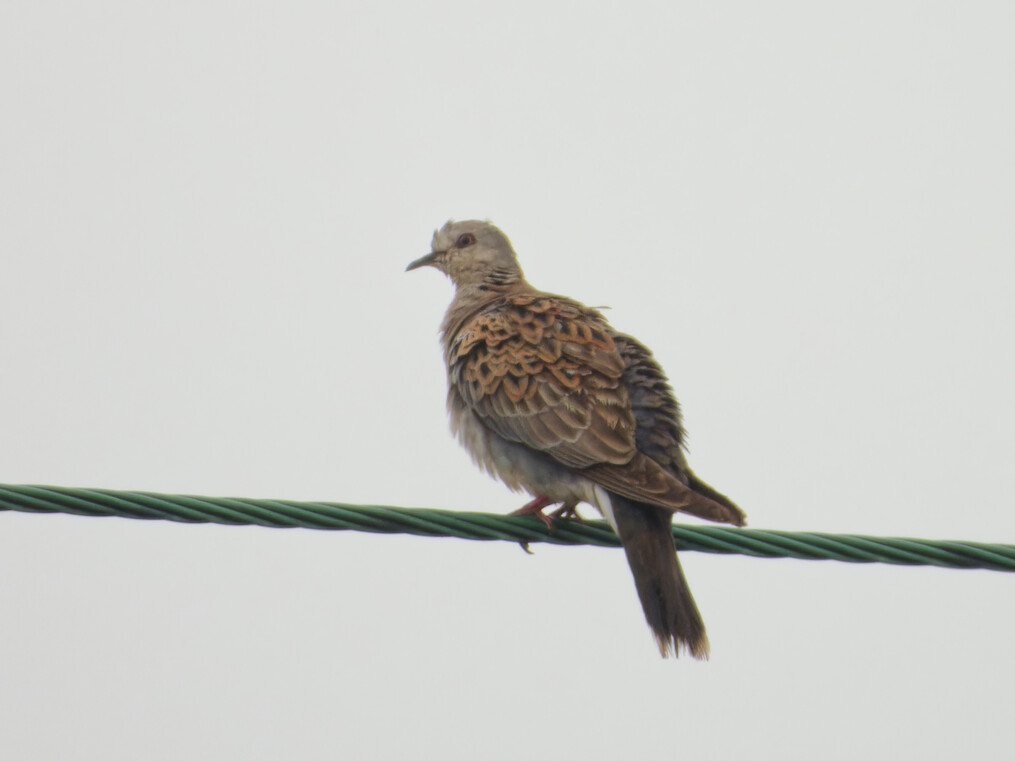 Photo of Turtle Dove